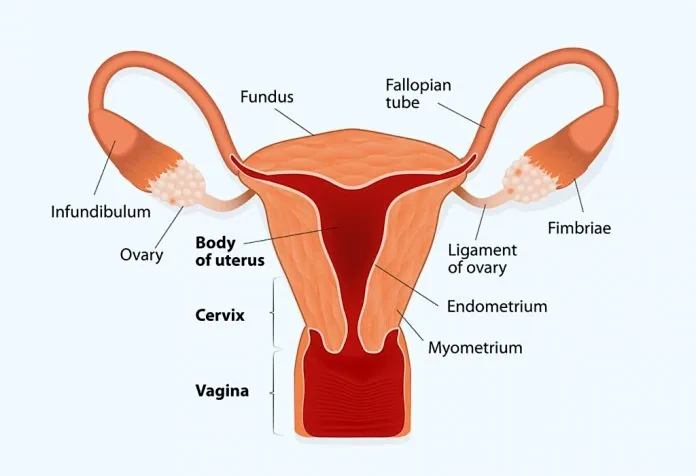 Endometrial-Thickness-For-IVF