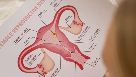 Uterus