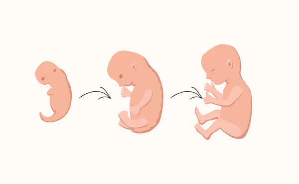 stages-of-pregnancy