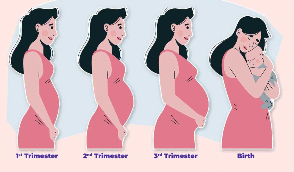 stages-of-pregnancy