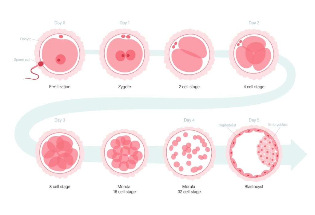 Blastocyst-Culture-In-IVF