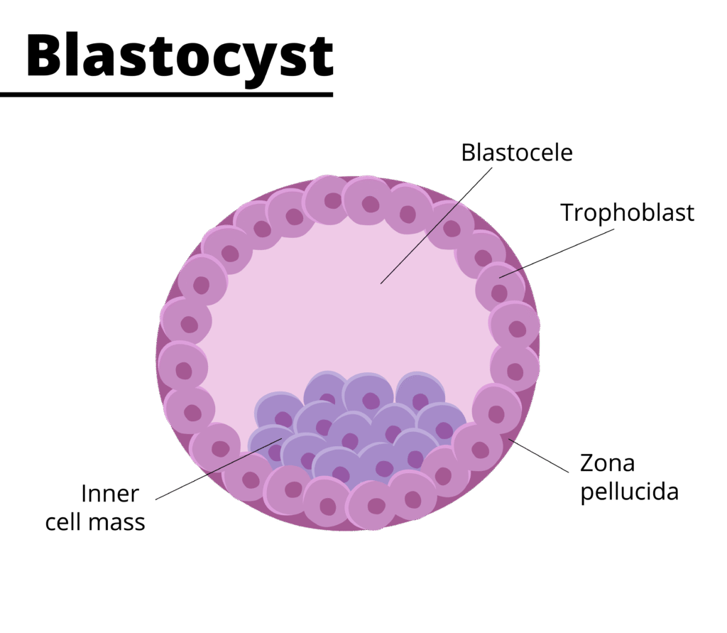 Blastocyst-Culture-In-IVF